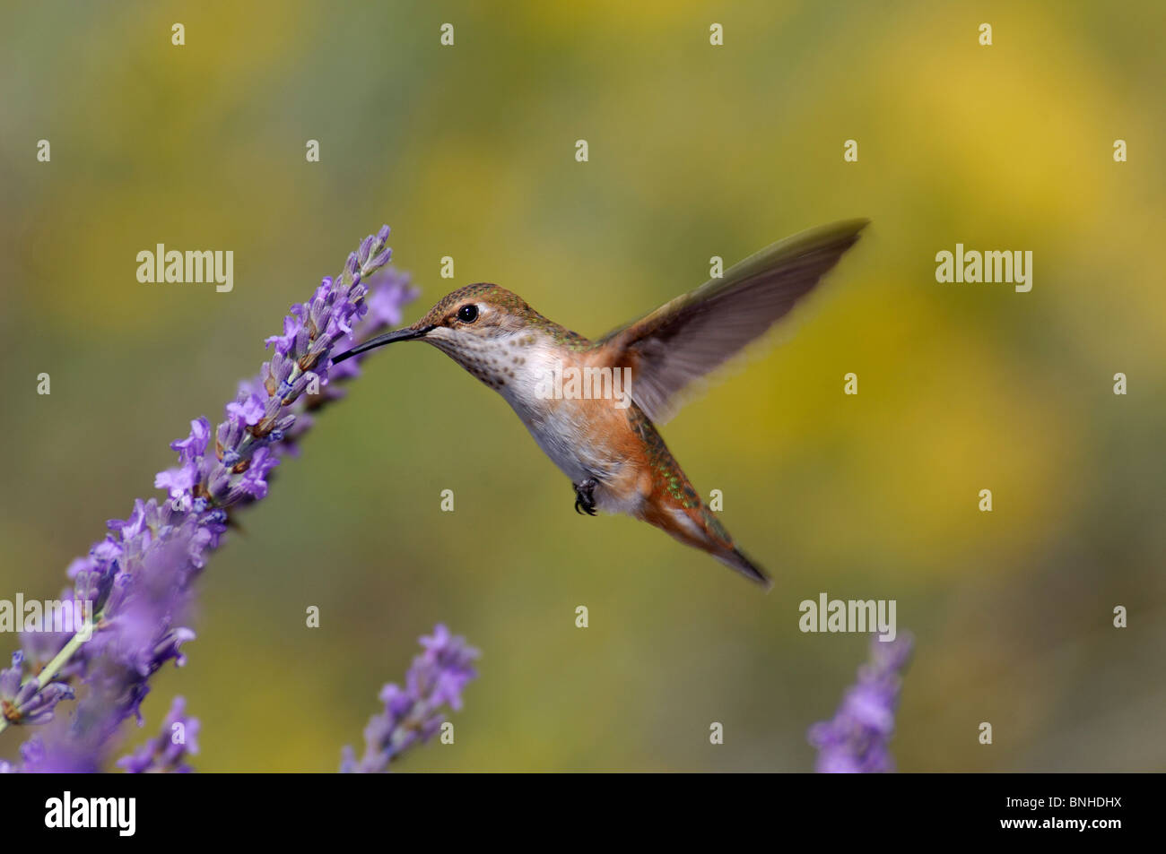 USA California Rufous Kolibri Selasphorus Rufus Vogel Blumen Natur Vogel Vereinigte Staaten von Amerika Stockfoto