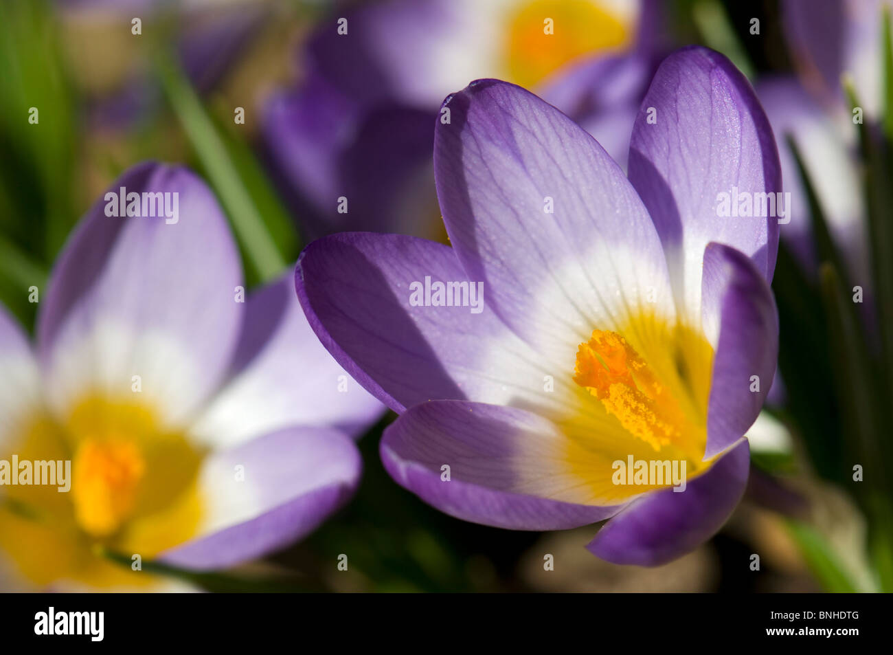 Nahaufnahme von Violette Krokusse wachsen auf Steingarten in hellem Sonnenlicht aufgenommen Stockfoto