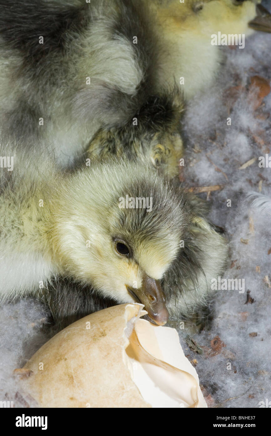 Bar-headed Goose (Anser indicus). Gosling. Eine Kupplung gleichzeitig schlüpfen. Stockfoto