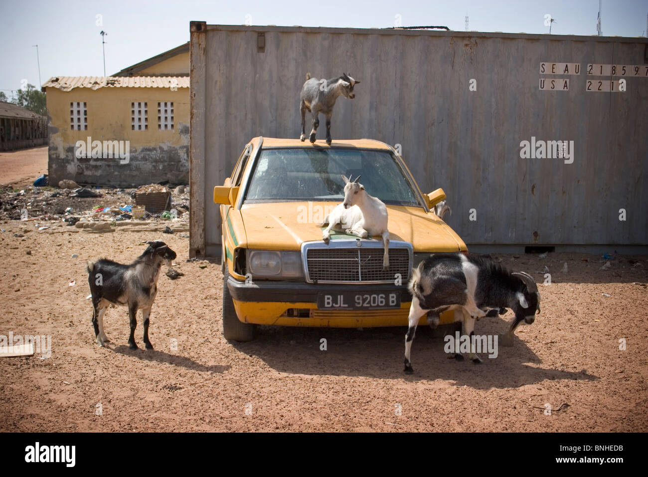 Hausziegen (Capra Hircus) auf das Dach klettern und Ausruhen auf der Motorhaube eines gambischen Taxis, Banjul, Gambia. Stockfoto