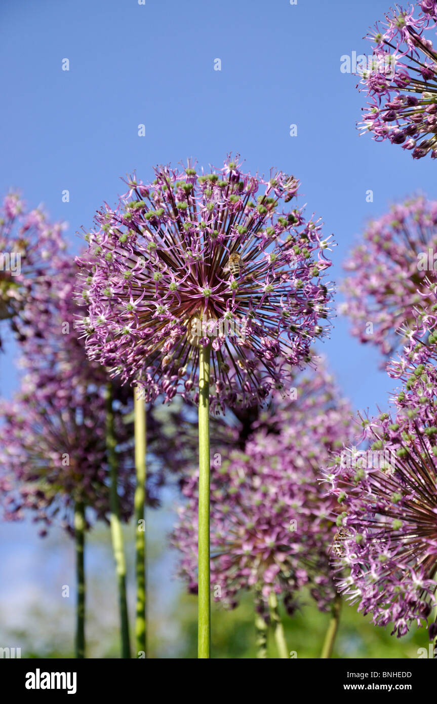 Riesige Lauch (Allium giganteum) Stockfoto