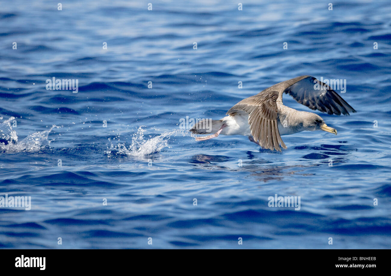 Cagarros Shearwater Diomeda Calonectris im Flug über Wellen auf dem Meer Stockfoto