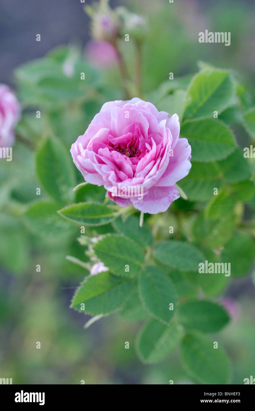 Kohl Rose (Rosa centifolia x'Rose de Meaux') Stockfoto