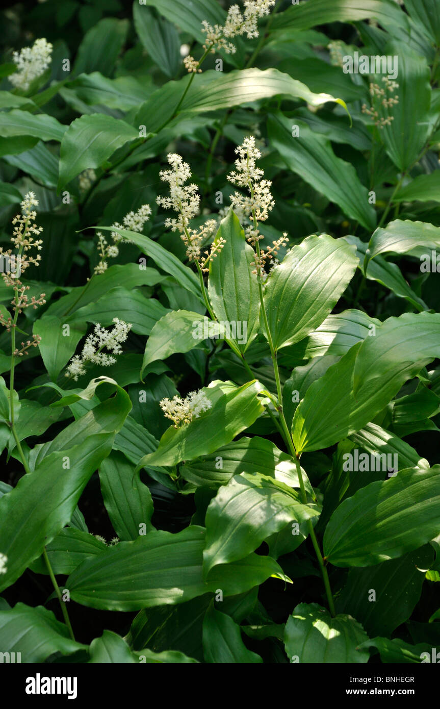 Falsche Narde (maianthemum racemosum Syn. smilacina Racemosa) Stockfoto