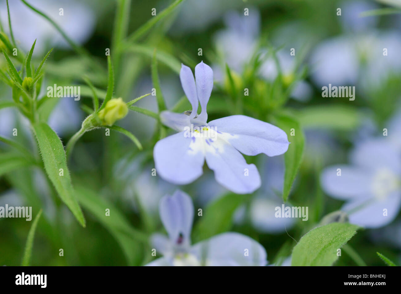 Kantenmaterial lobelia (lobelia erinus 'Laura sky blue') Stockfoto
