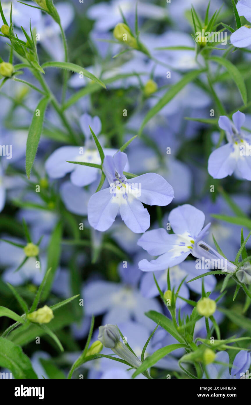 Kantenmaterial lobelia (lobelia erinus 'Laura sky blue') Stockfoto
