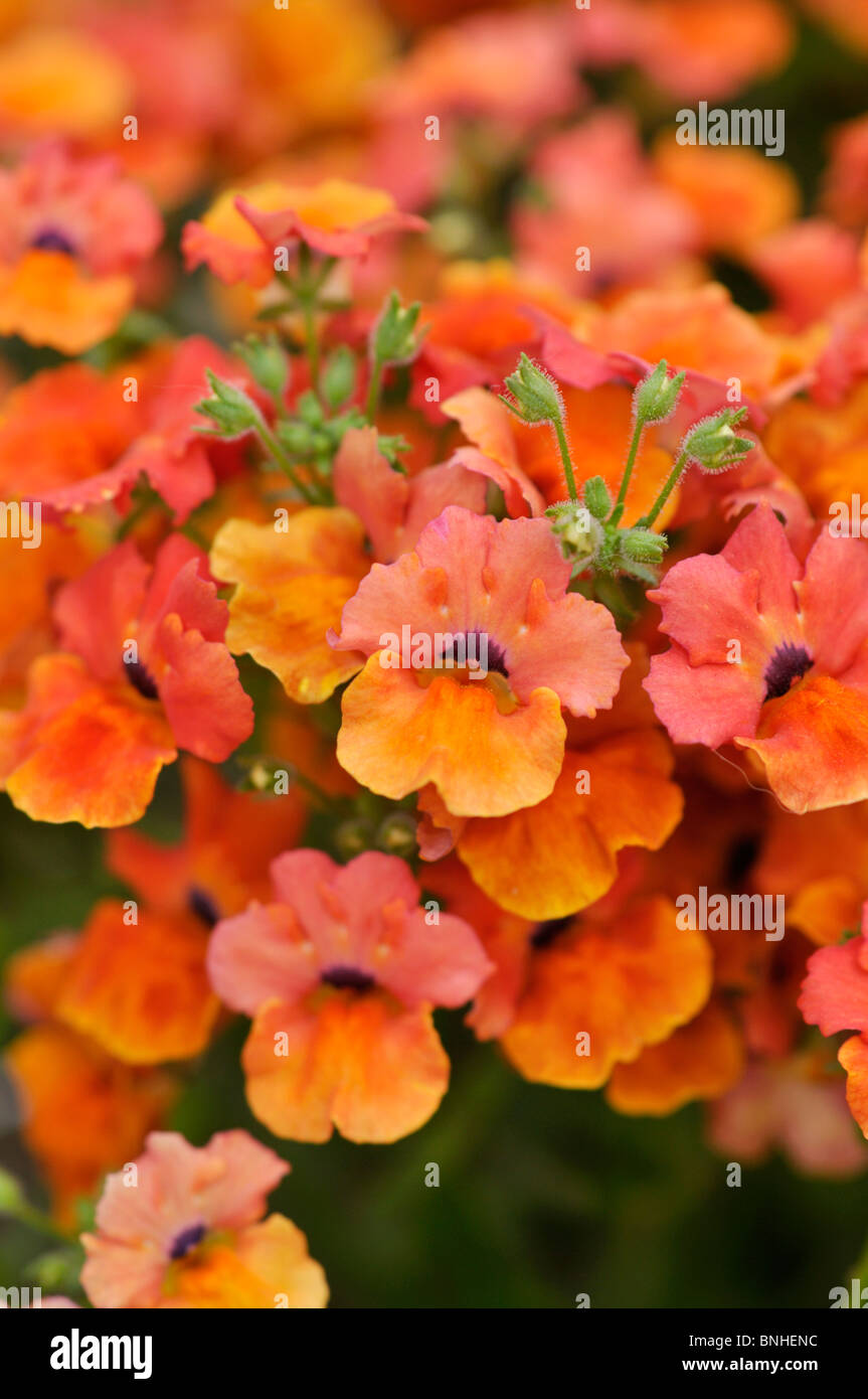 Nemesia angelart Stockfoto