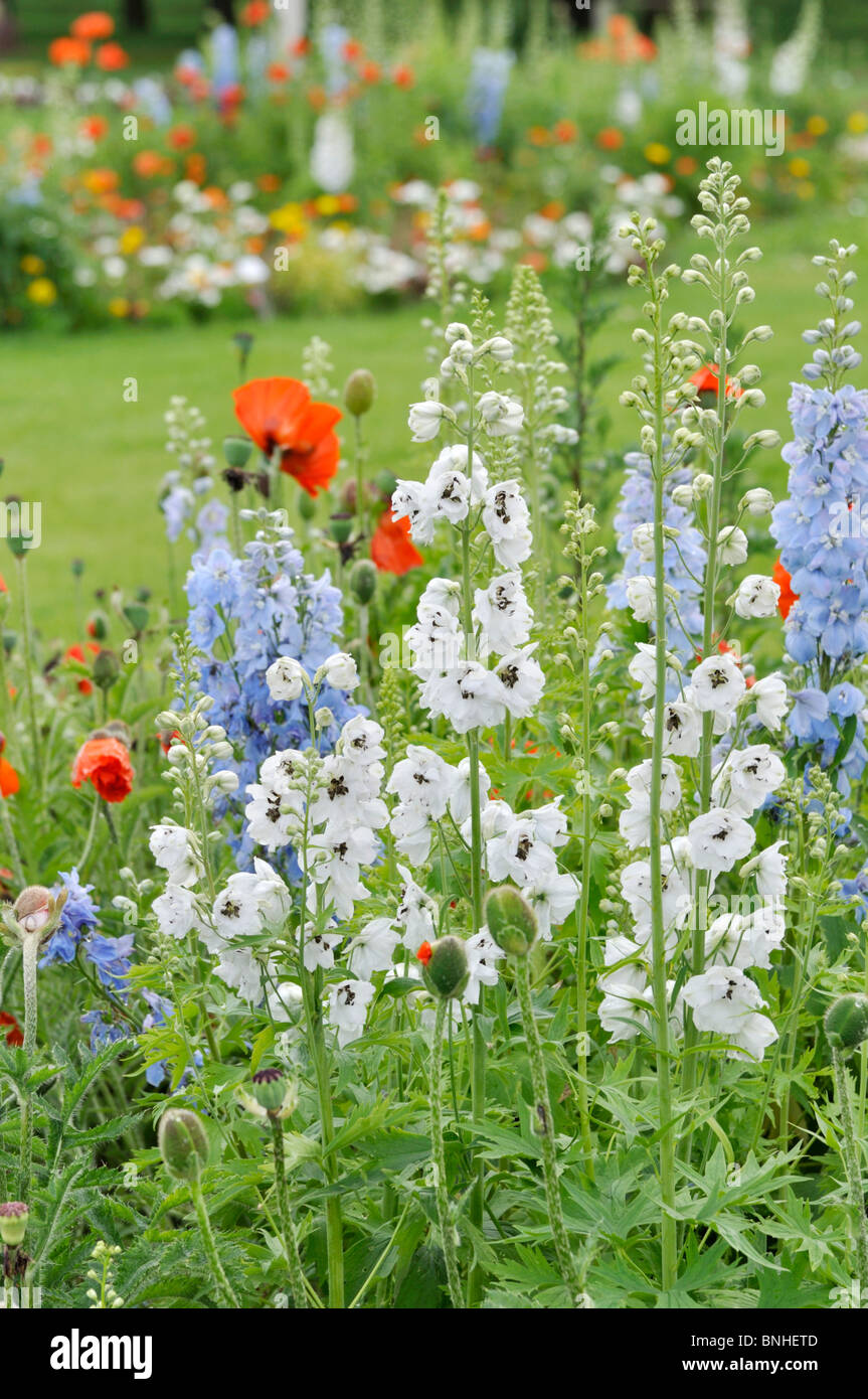 Rittersporn (delphinium) und Mohn (Papaver) Stockfoto