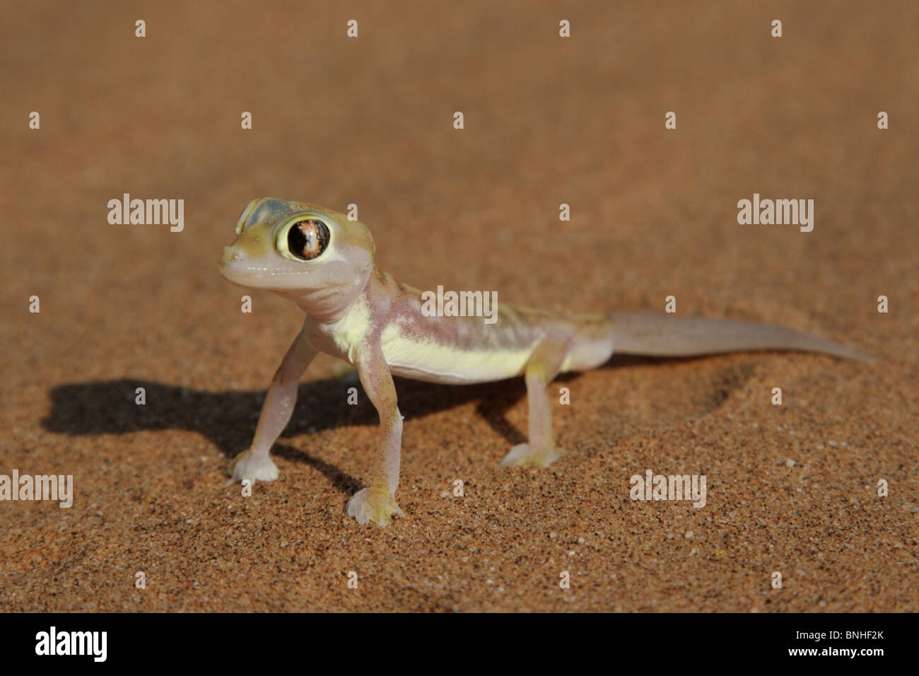 Palmatogecko (Pachydactylus Rangei), auch bekannt als Web-footed Gecko, eine nachtaktive Gecko endemisch in der Namib-Wüste. Stockfoto