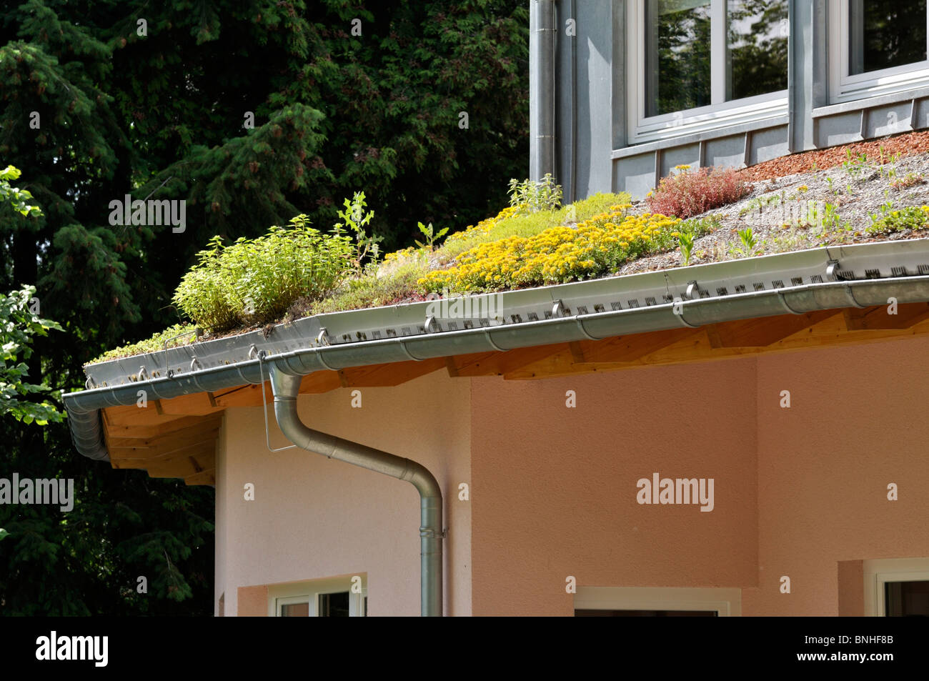 Fetthenne (sedum) auf ein grünes Dach Stockfoto