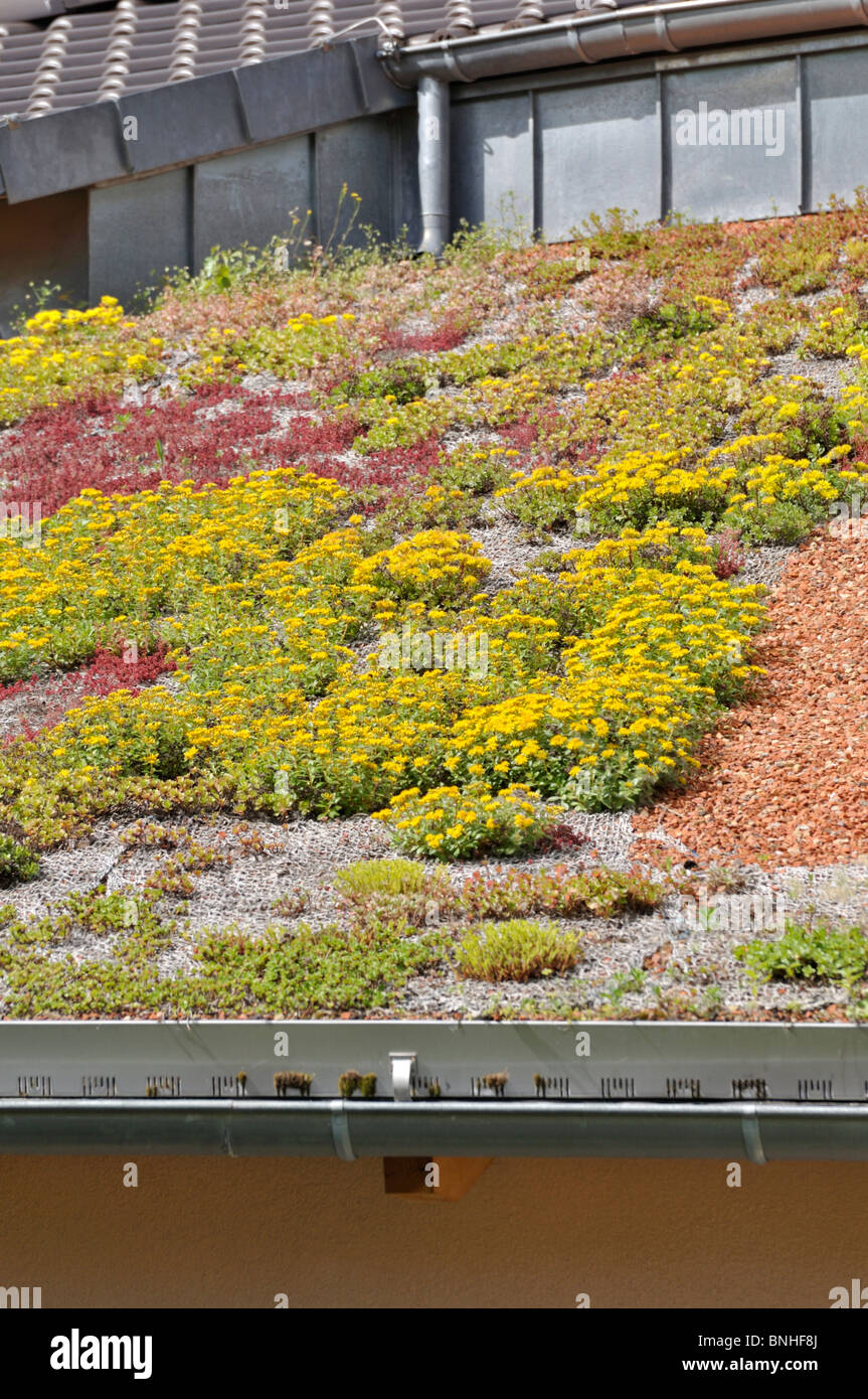 Fetthenne (sedum) auf ein grünes Dach Stockfoto