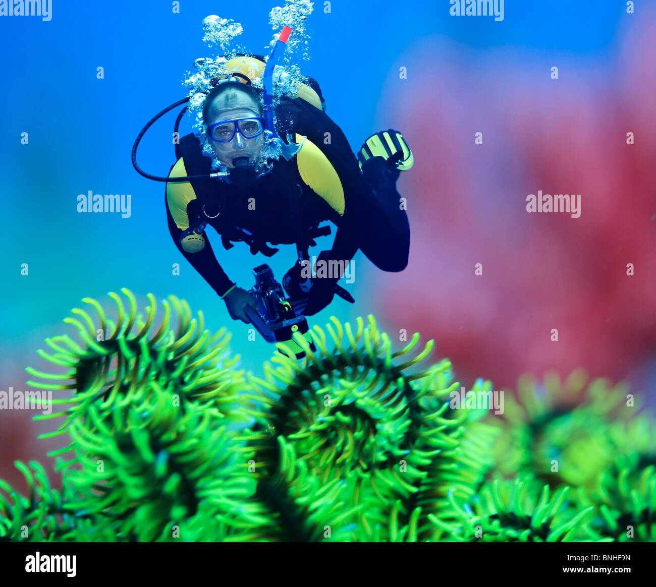 Taucher unter Wasser mit Feder Seestern im Vordergrund. Taucher im Fokus Stockfoto