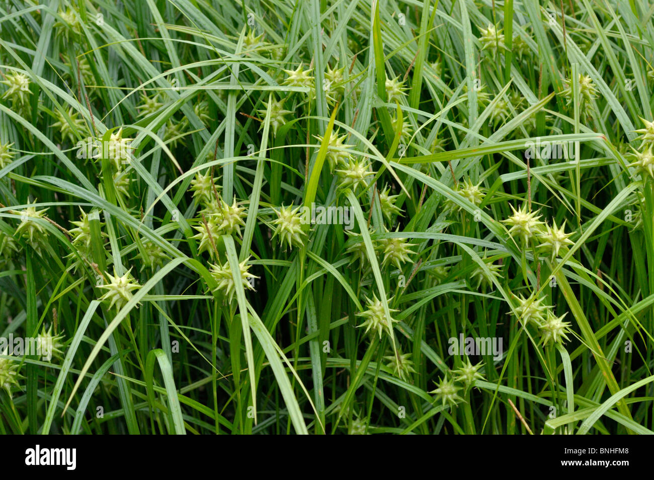 Mace Segge (Carex grayi) Stockfoto