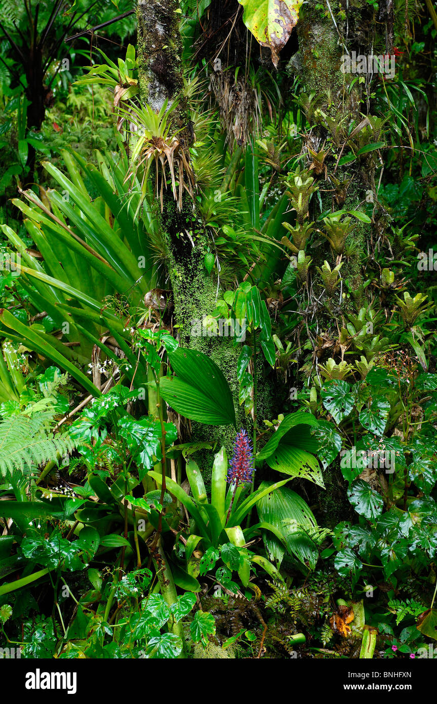 Dominica Roseau Gärten Papillote Wilderness Retreat Karibik Pflanzen Pflanze Tropen tropische Natur Lush Regenwald Grünwald Stockfoto