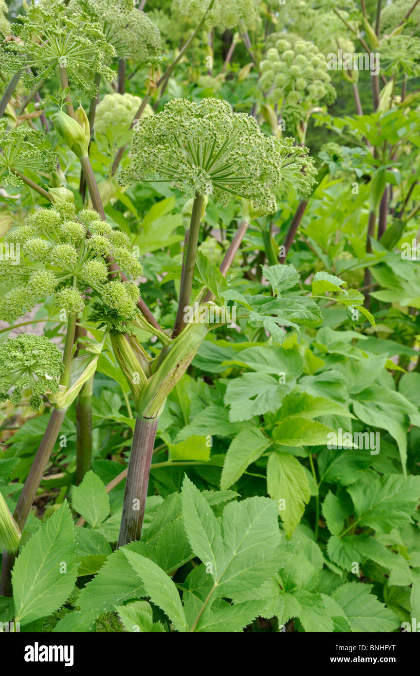 Garten Engelwurz (Angelica archangelica) Stockfoto