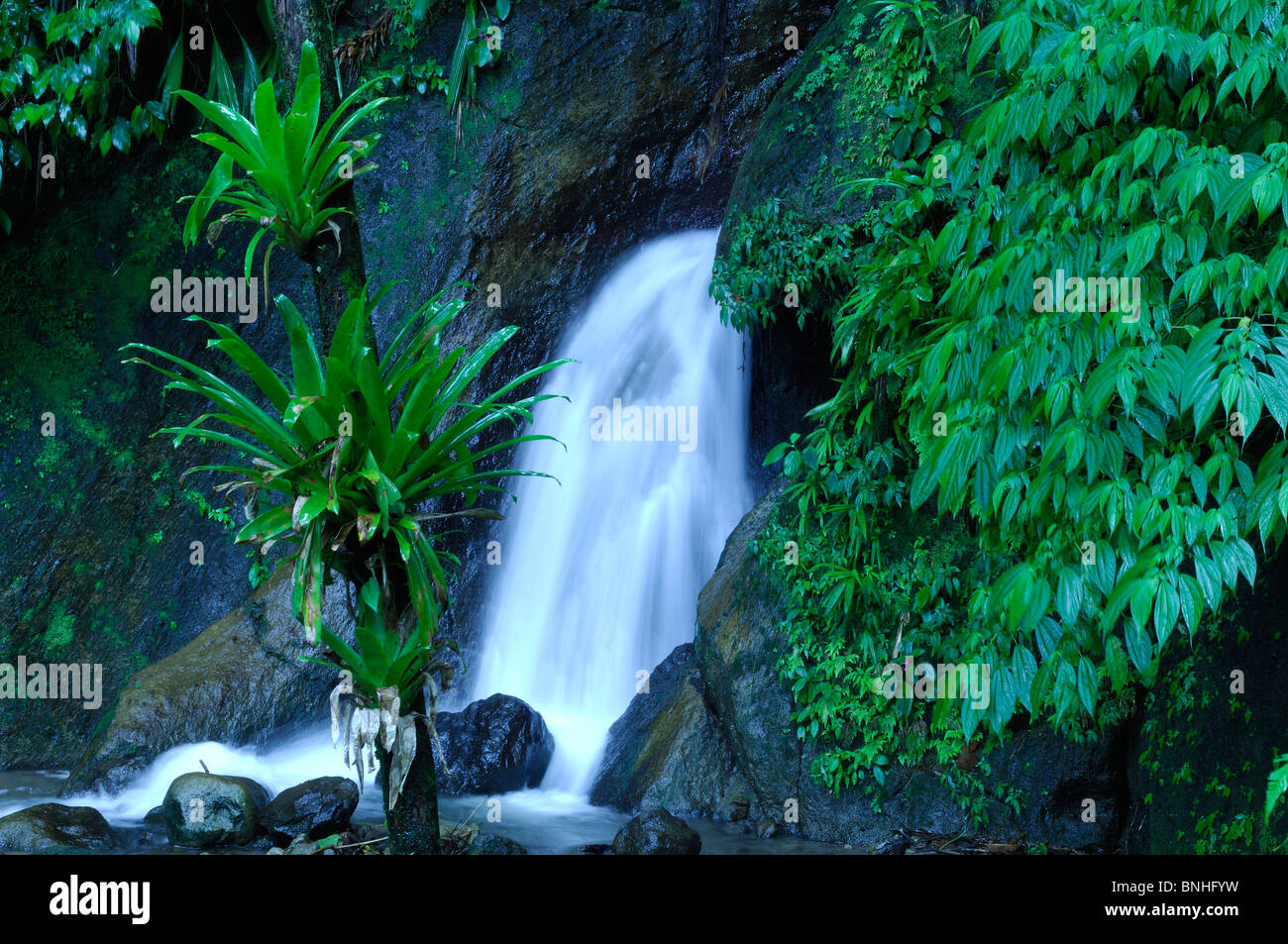 Dominica Roseau Gärten Papillote Wilderness Retreat karibischen Pflanzen Pflanze grün Tropen tropischer Natur üppigen Regenwald Stockfoto