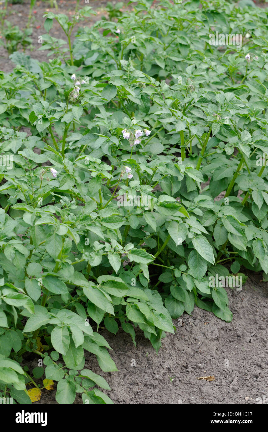 Kartoffel (Solanum tuberosum) Stockfoto