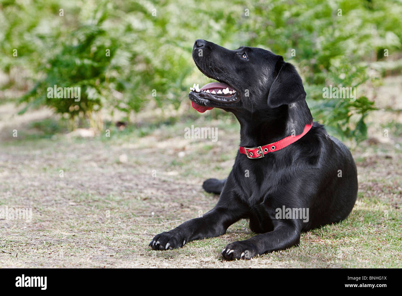 Schuss einen schönen schwarzen Labrador auf dem Lande Stockfoto
