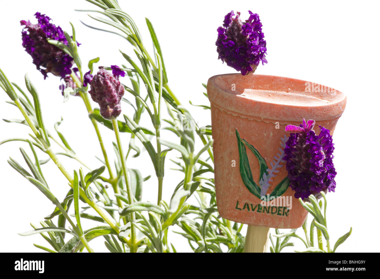 Lavandula stoechas 'evonshire Compact' auf weißem Hintergrund mit winzigen Keramik lavendel Pflanze label Stockfoto