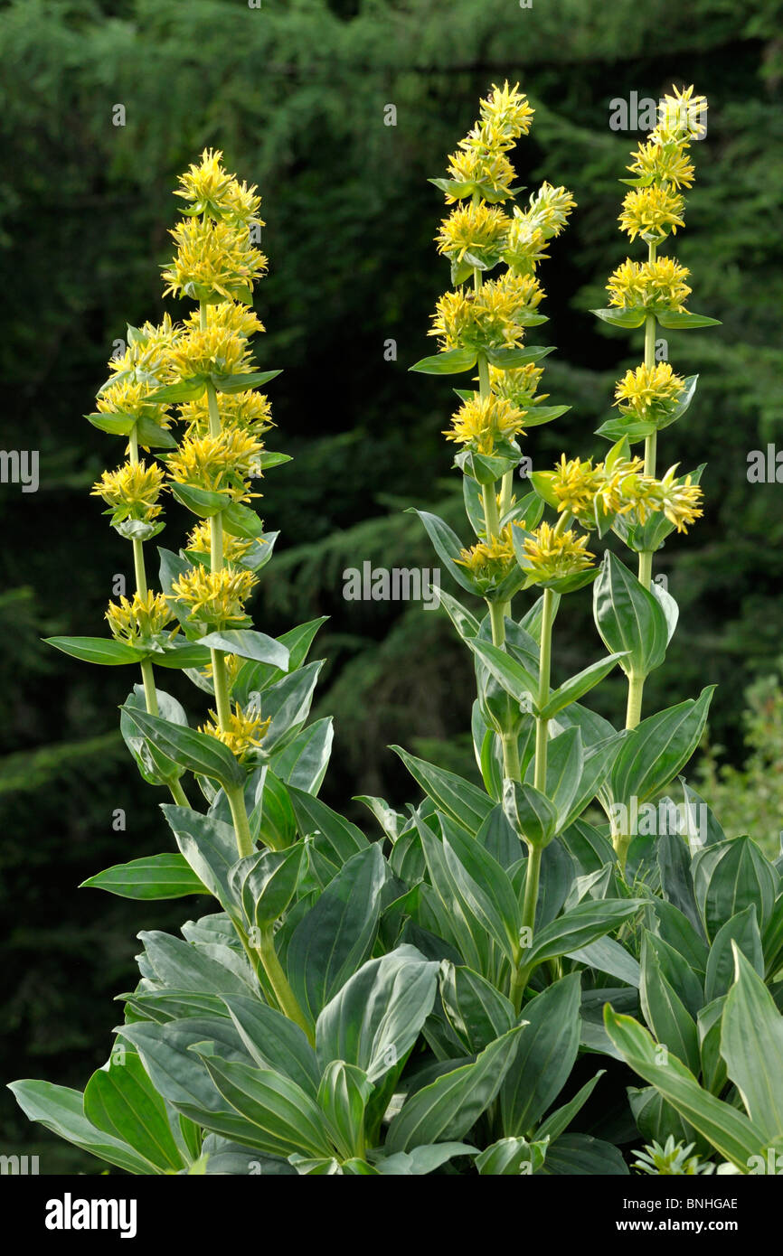 Großer gelber Enzian (Gentiana lutea) Stockfoto