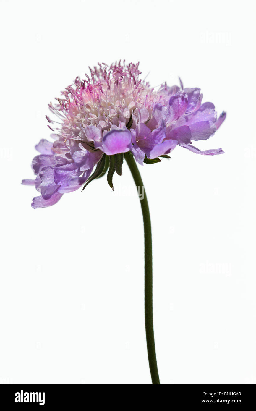 Single Scabiosa kolumbarien 'Misty Schmetterlinge vor weißem Hintergrund Stockfoto