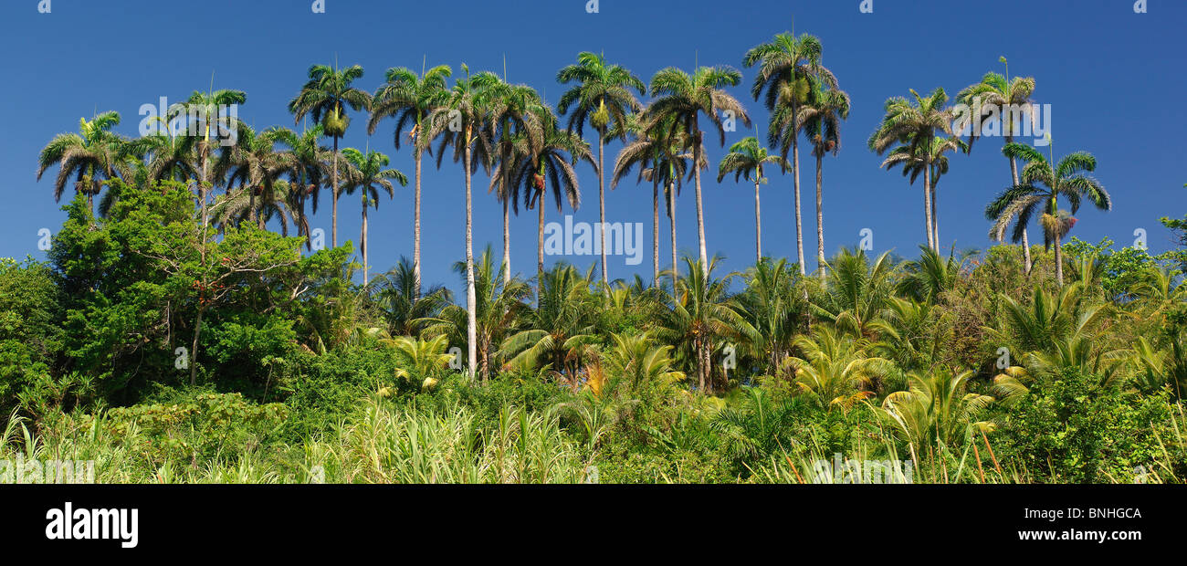 Karibik Port Antonio Jamaika North Coast Palm Bäume Palmen Tropen tropischer Wald Natur Landschaft Landschaft Stockfoto