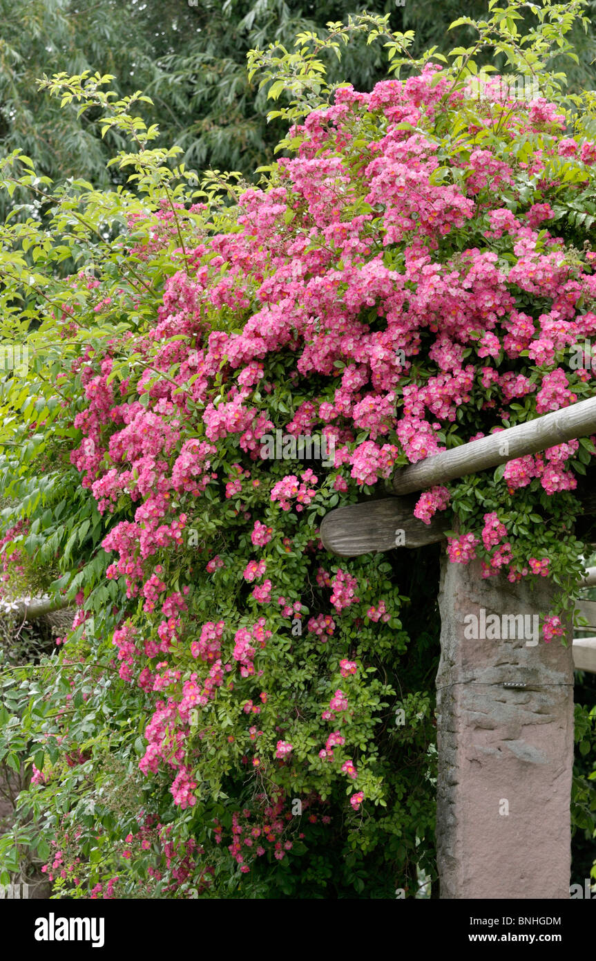 Klettern Rose (rosa Marie liesa) Stockfoto