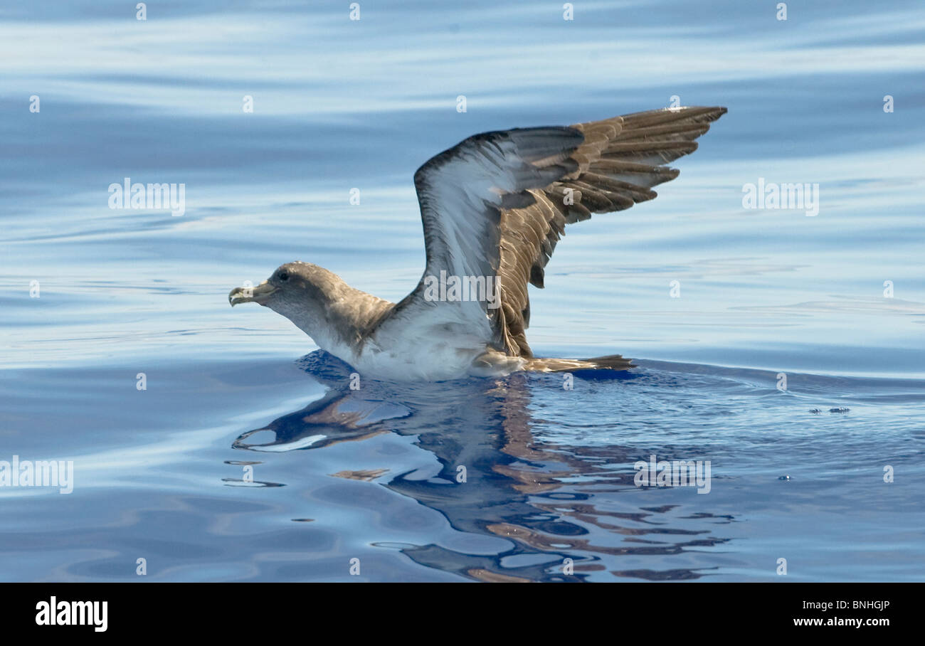 Cagarros Shearwater Diomeda Calonectris im Flug über Wellen auf dem Meer Stockfoto