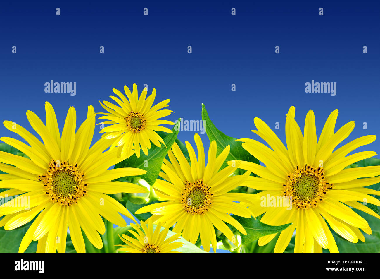 schöne gelbe Blüten vor blauem Himmel, Frühling, Sommer, Platz für Ihren text Stockfoto