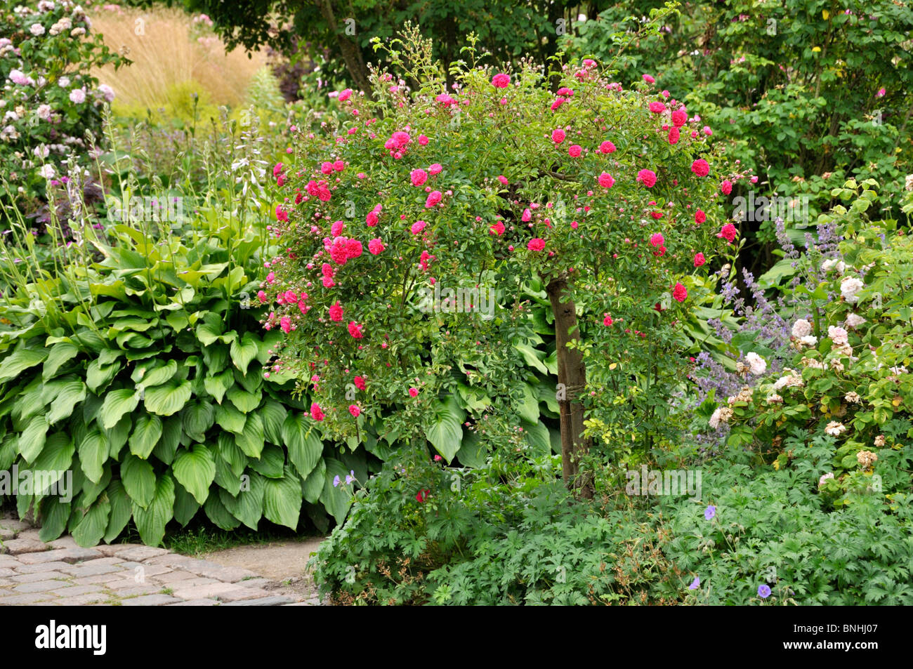 Rose (rosa wichuraiana Excelsa) Stockfoto