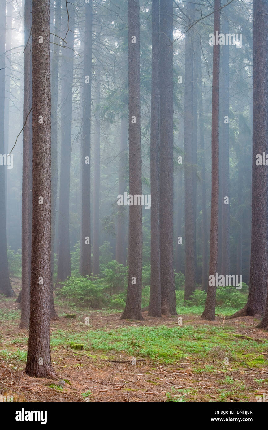 Tschechische Republik Südböhmen Wald Nebel Hintergrund Landschaft Landschaft Nadelbaum Nadelbäume Koniferen Tag tagsüber Europa außen Stockfoto