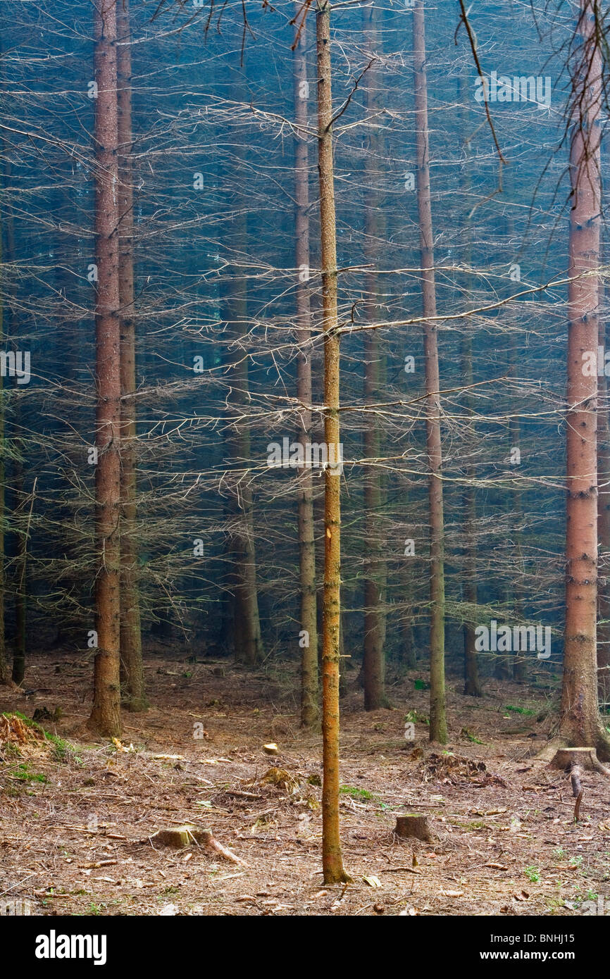 Tschechische Republik Südböhmen Wald Nebel Hintergrund Landschaft Landschaft Zweig Zweige Nadelbaum Nadelbäume Koniferen Tag tagsüber Stockfoto