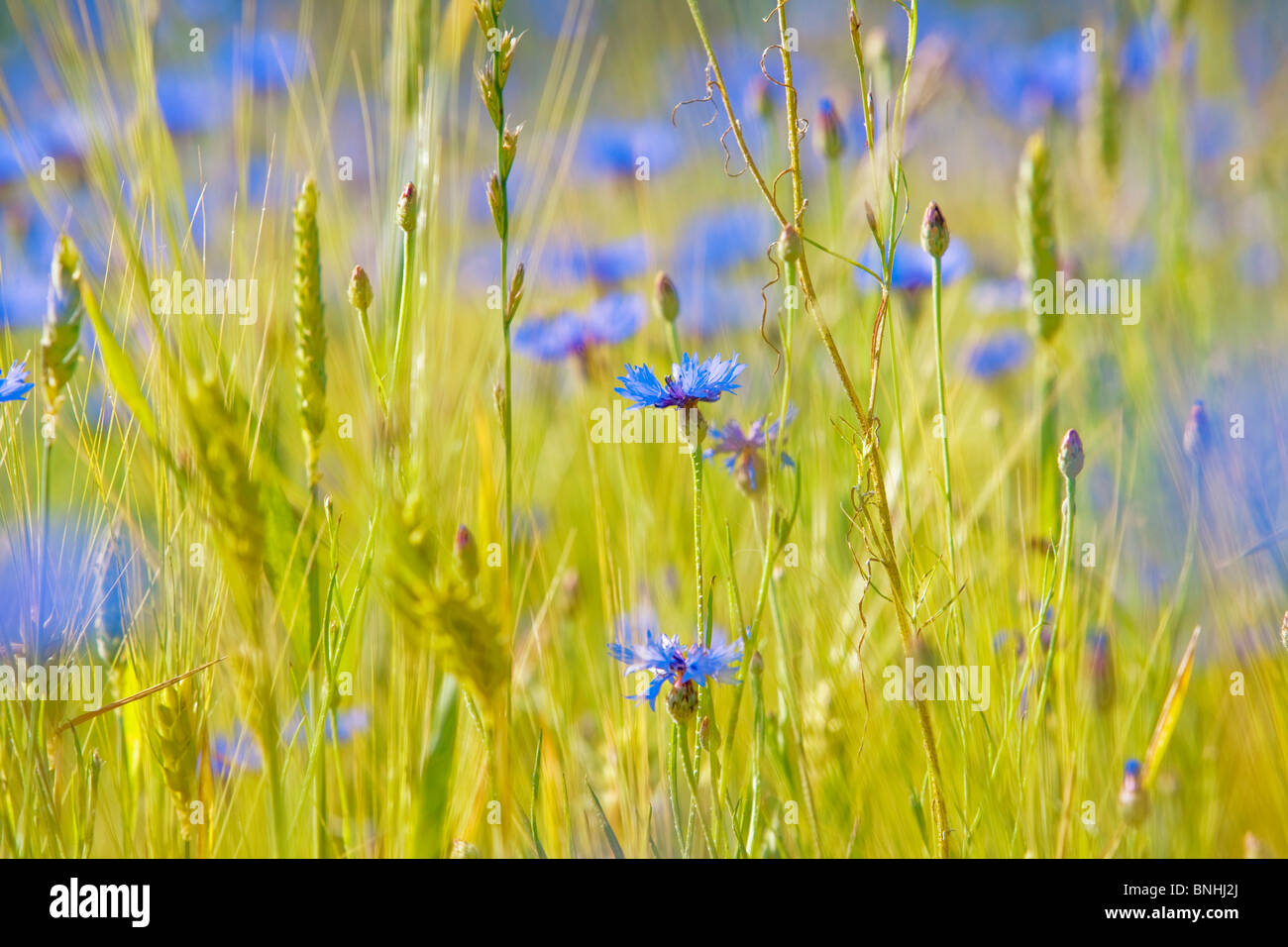 Tschechische Republik südlichen Böhmen Bereich Wildblumen Studium Taste Korb Blume Zusammenarbeit Boutonniere Blume centaurea Stockfoto