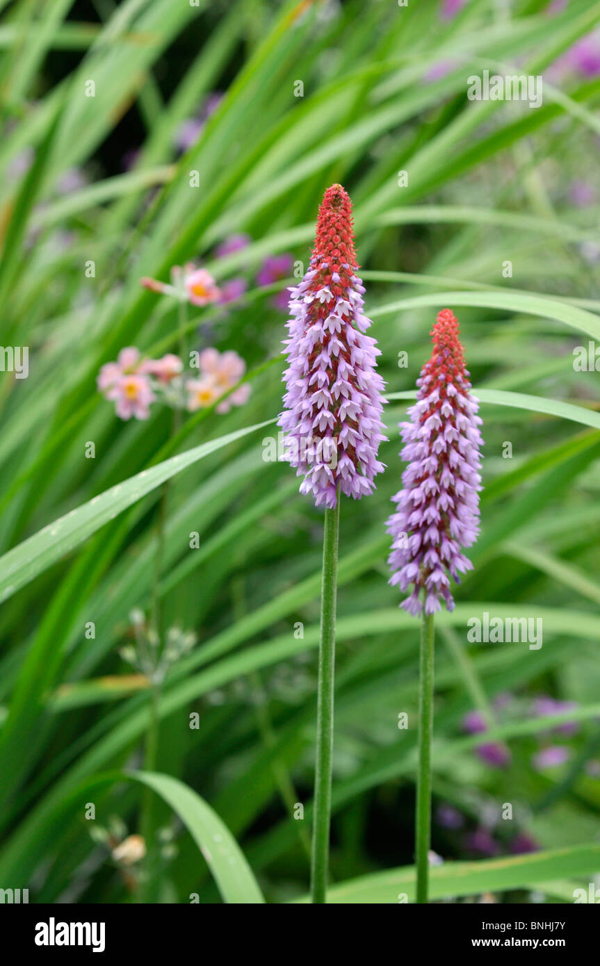 Poker Primel (Primula vialii) Stockfoto