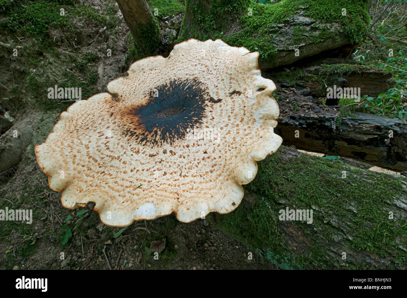 Dryade Sattel (Polyporus an) Fruchtkörper, Kent, England. Stockfoto