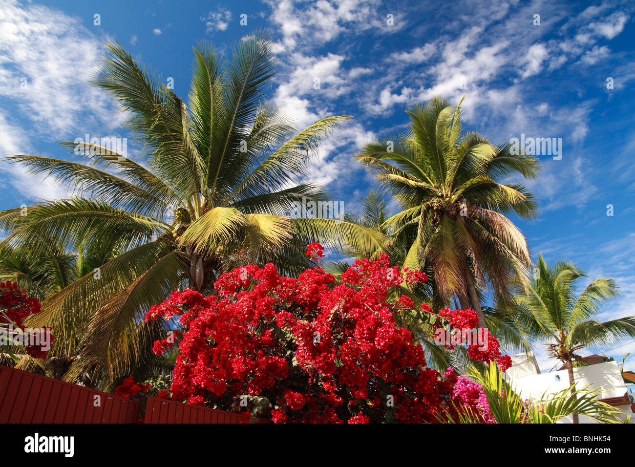 Rote Bougainvillea in voller Blüte und Palmen Bäume gegen eine Wolke verstreut blauen Himmel in Rincon de Guayabitos, Bundesstaat Nayarit, Mexiko Stockfoto
