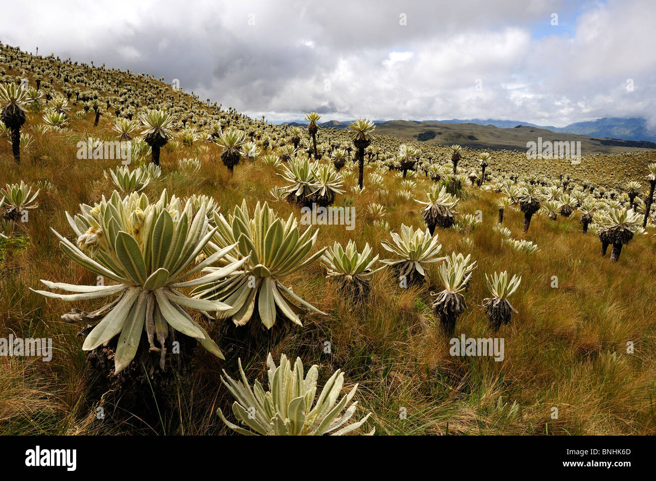 Ecuador Frailejones ganze Pycnophylla Reserva Ecologica El Angel in der Nähe von El Angel Anden Berge Pflanzen vegetation Stockfoto