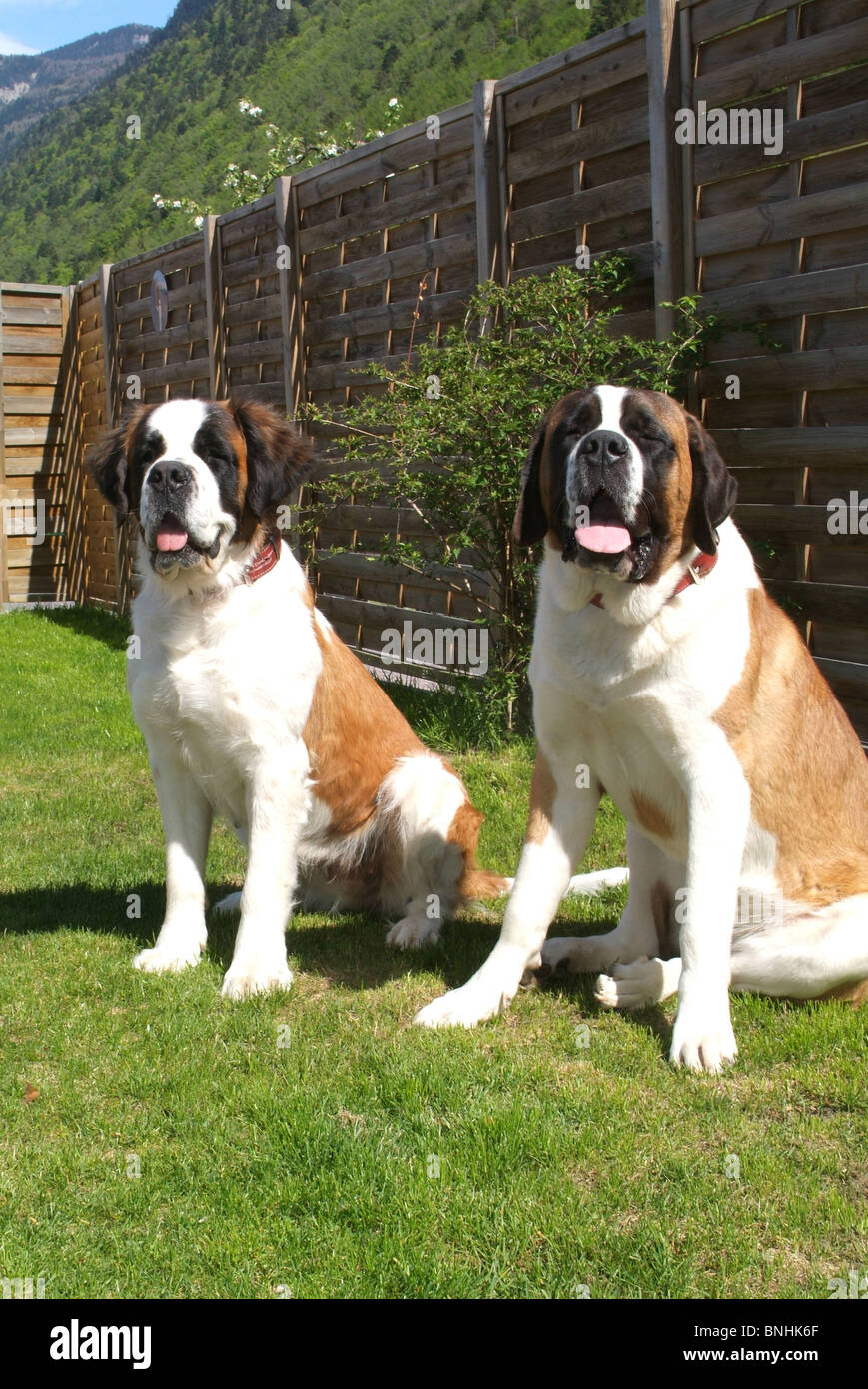 Bernard Hund Hunde zwei Haustiere im Freien Garten Stockfoto