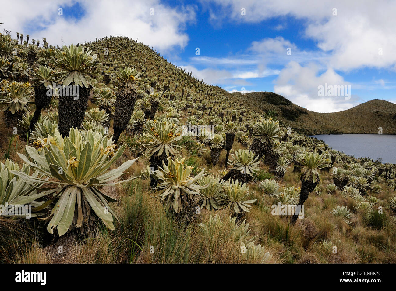 Ecuador Frailejones ganze Pycnophylla Reserva Ecologica El Angel in der Nähe von El Angel Anden Berge Pflanzen vegetation Stockfoto