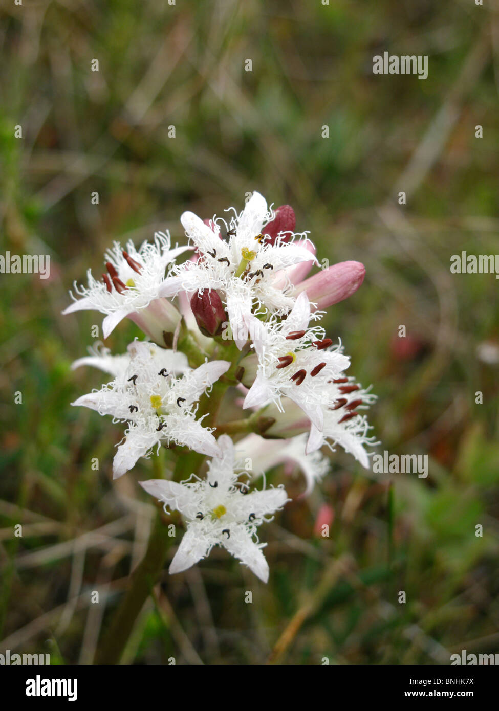 Menyanthes Trifoliata Blütenstand (Blume), Moor-Bean, Bug-Bohne Stockfoto