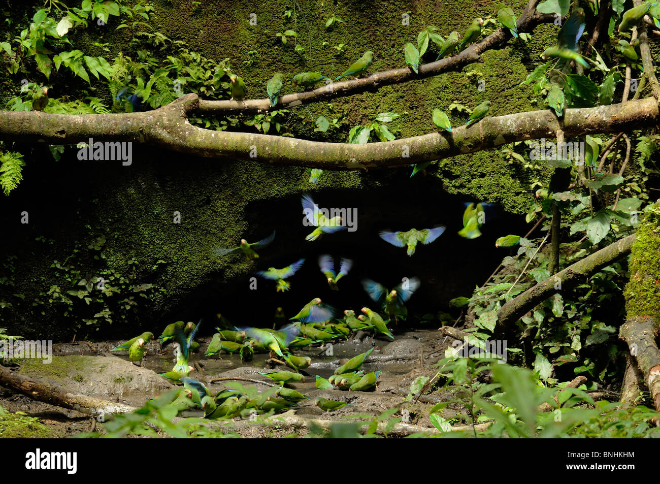 Ecuador Kobalt-winged Sittich Brotogeris Cyanoptera Papagei Papageien Salzlecke Napo Wildlife Center Yasuni Nationalpark Quechua Stockfoto