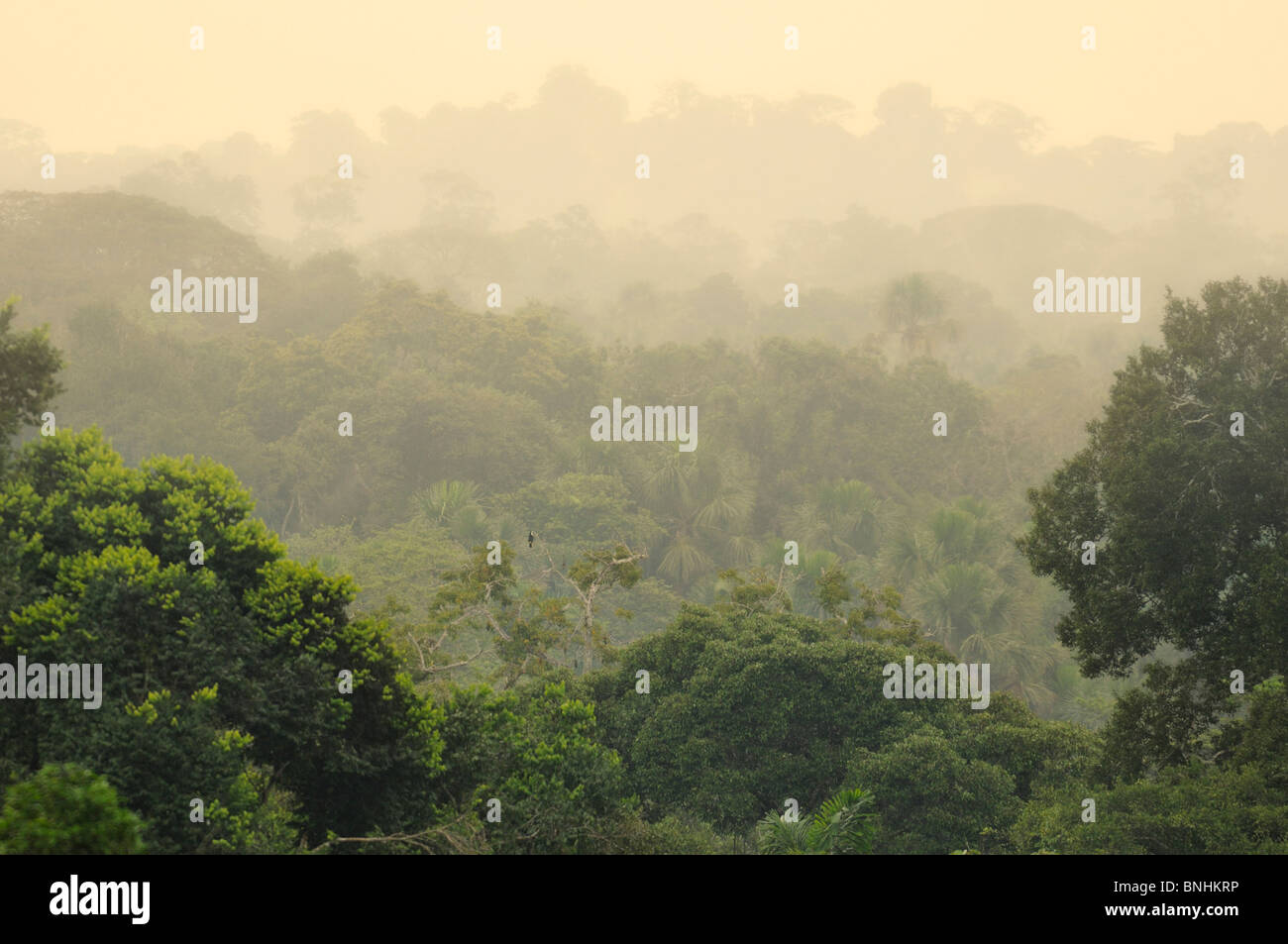 Ecuador Regenwald Wald Holz Natur Tropic tropischen Napo Wildlife Center Quechua Gemeinschaft Yasuni Nationalpark Amazonia Stockfoto