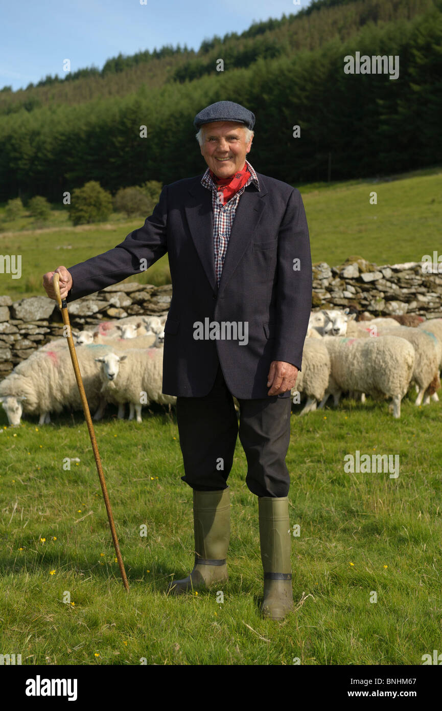 Ein Waliser Hügel Bauer Schäfer mit seinen Schafen, Mitte Wales UK Stockfoto