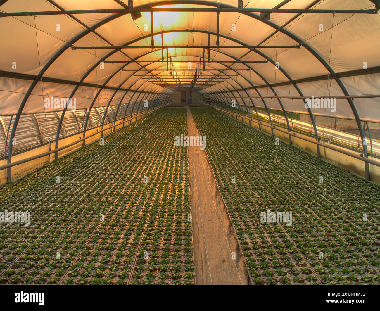 Der Schweiz Gewächshaus Grün Haus drinnen in Pflanzen Anbau Landwirtschaft  Sonne Sonnenuntergang Sonnenaufgang Stockfotografie - Alamy