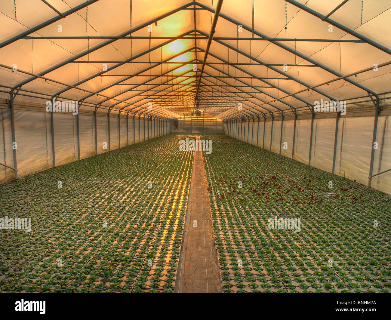 Der Schweiz Gewächshaus Grün Haus drinnen in Pflanzen Anbau Landwirtschaft Sonne Sonnenuntergang Sonnenaufgang Stockfoto