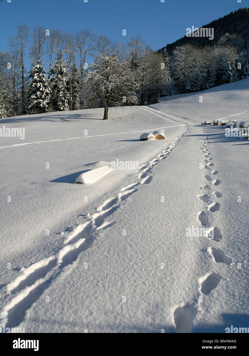 Der Schweiz Schritte Winter Spuren Fuß Spuren Spuren Weg Fußweg Trail ...