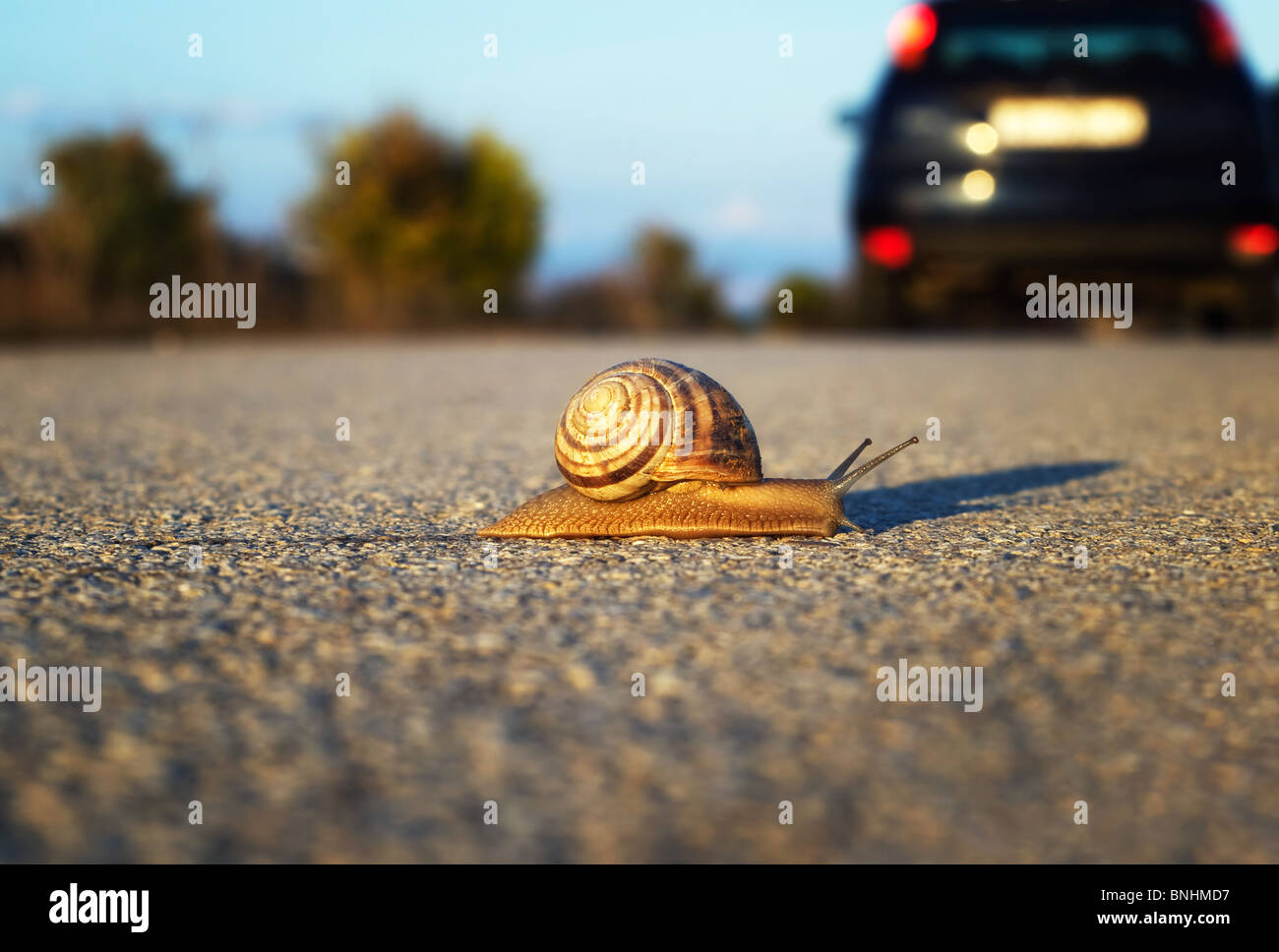 Wie man mit dieser Geschwindigkeit überlebt!? Metapher. Stockfoto