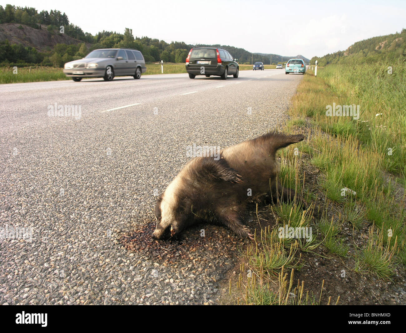 Schweden Dachs totes Tier Tiere Roadkill überfahren am Straßenrand Straße Cuntry Straßenverkehr Natur Problem problematisch Autos Stockfoto