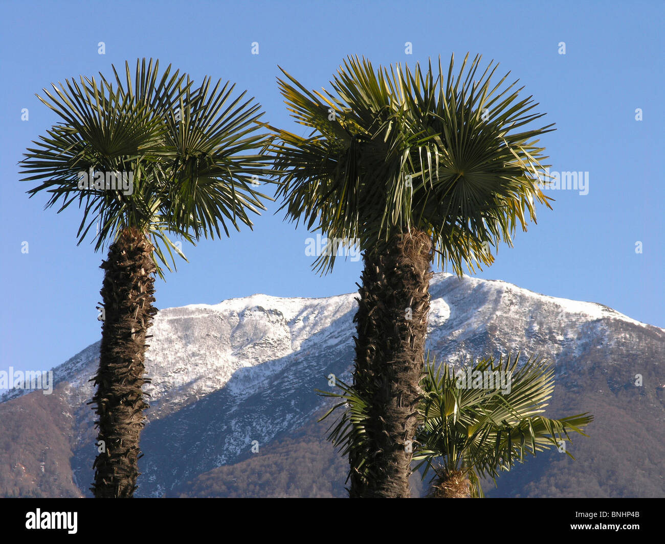 Schweiz-Windmühle Palme Trachycarpus Fortunei Trachycarpus Palmen Kanton  Tessin Palm Bäume blauen Himmel Berge Alpen Schnee Natur Stockfotografie -  Alamy