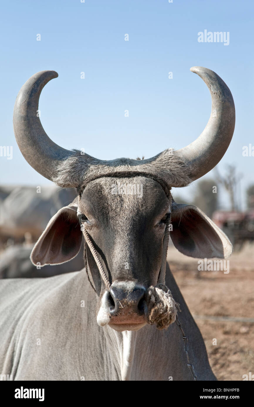 Ochse. Nagaur Viehmarkt. Rajasthan. Indien Stockfoto